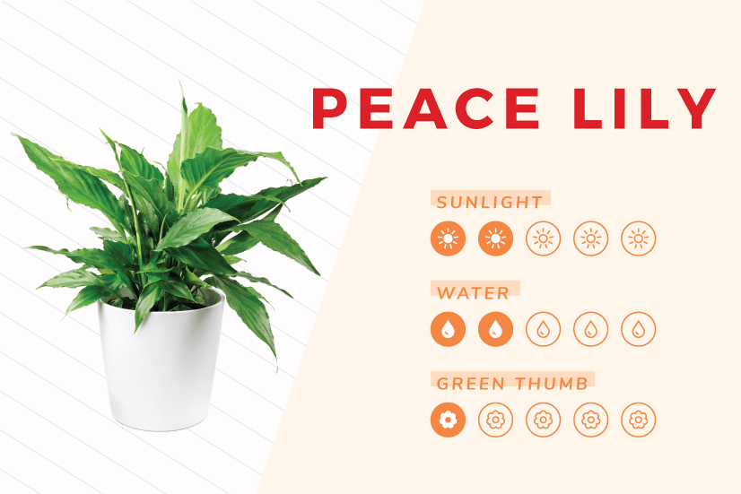 Peace Lily indoor plant care guide.